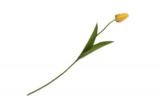 Kwiat Tulipan