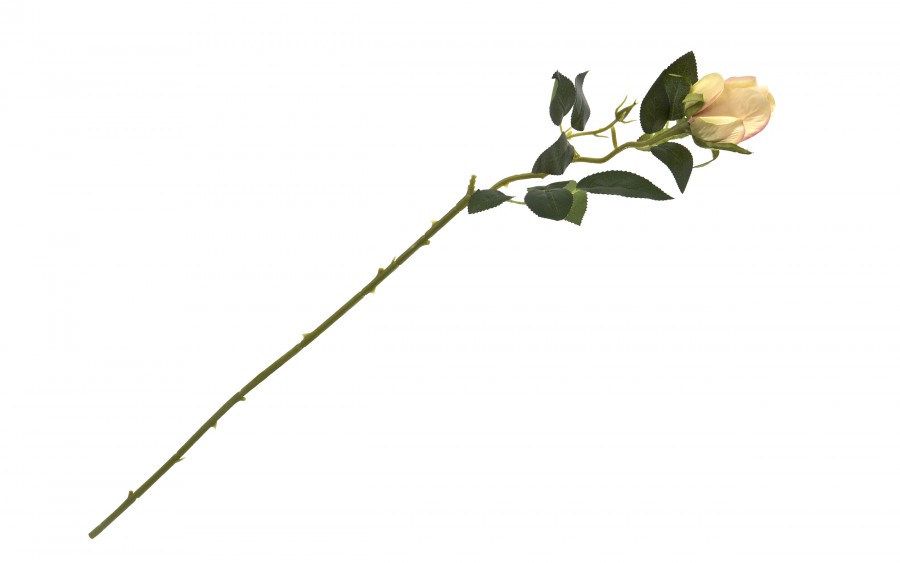 Kwiat Róża