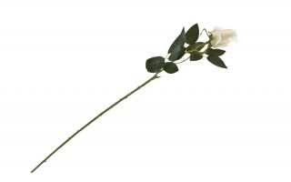Kwiat Róża długa