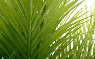 Roślina doniczkowa palma 80 cm
