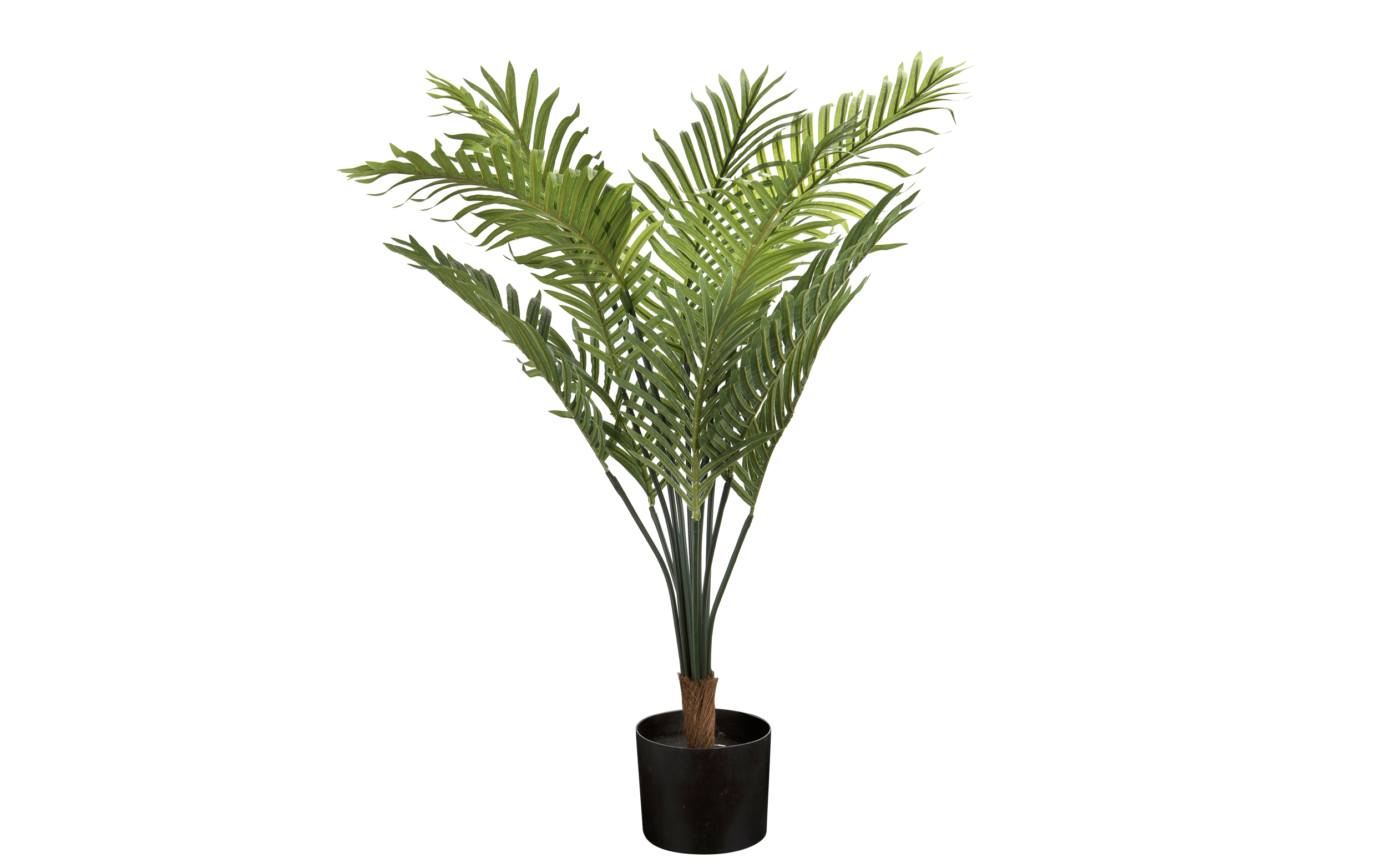 Rolina doniczkowa palma 100 cm