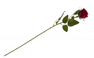 Kwiat Róża długa