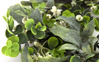 Wianek ozdobny dekoracja 48 cm CX0535