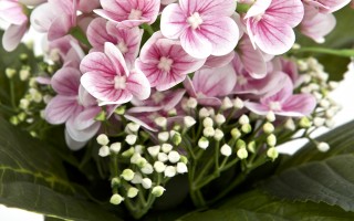 Sztuczny kwiat w doniczce Prymulka 26 cm mix kolorów