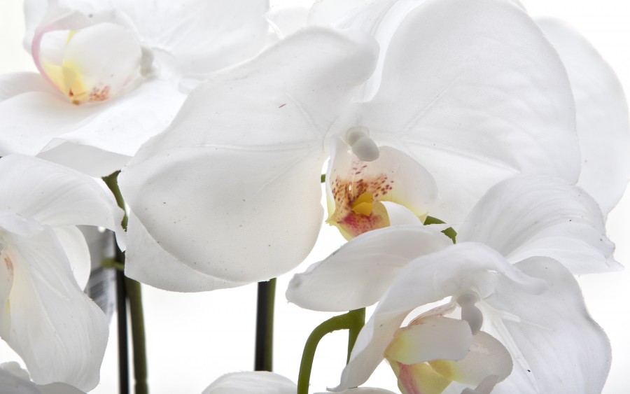 Sztuczny storczyk biały 24x16x56 cm CX0522