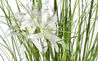 Sztuczna roślina Lilia Pajęcza 70x30x30 cm Hymenokallis