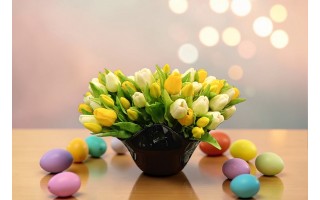 Bukiet 5 tulipanów biało-żółtych 30 cm CX0205