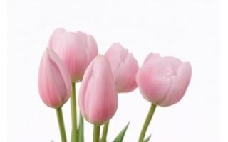 Bukiet 5 tulipanów różowych 39 cm CX0212
