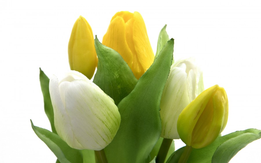 Bukiet 5 tulipanów biało-żółtych 30 cm CX0205