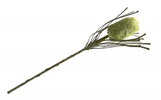 Kwiat sztuczny Banksja 72 cm zielona