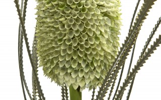 Kwiat sztuczny Banksja 72 cm zielona