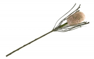 Kwiat sztuczny Banksja 72 cm pudrowy róż