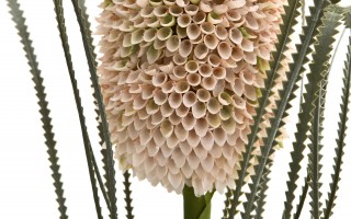 Kwiat sztuczny Banksja 72 cm pudrowy róż