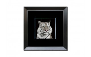 Obraz szklany 80x80 Głowa tygrysa (260357)