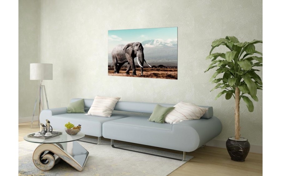 Obraz szklany 120x80 Słoń afrykański (260281)