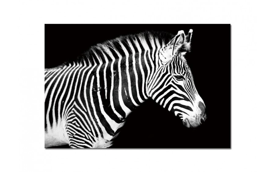 Obraz szklany 120x80 Zebra (260280)
