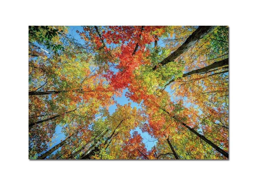 Obraz szklany 120x80 Drzewa