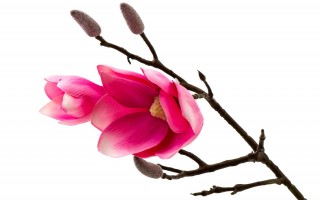 Magnolia mała kwiat sztuczny