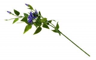 Clematis/powojnik kwiat sztuczny 80cm