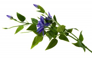 Clematis/powojnik kwiat sztuczny 80cm