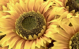 Słonecznik kwiat sztuczny 80cm