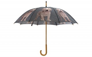 Parasol Labrador