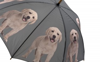 Parasol Labrador