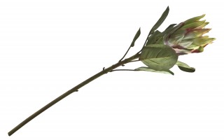Protea kwiat sztuczny 70 cm